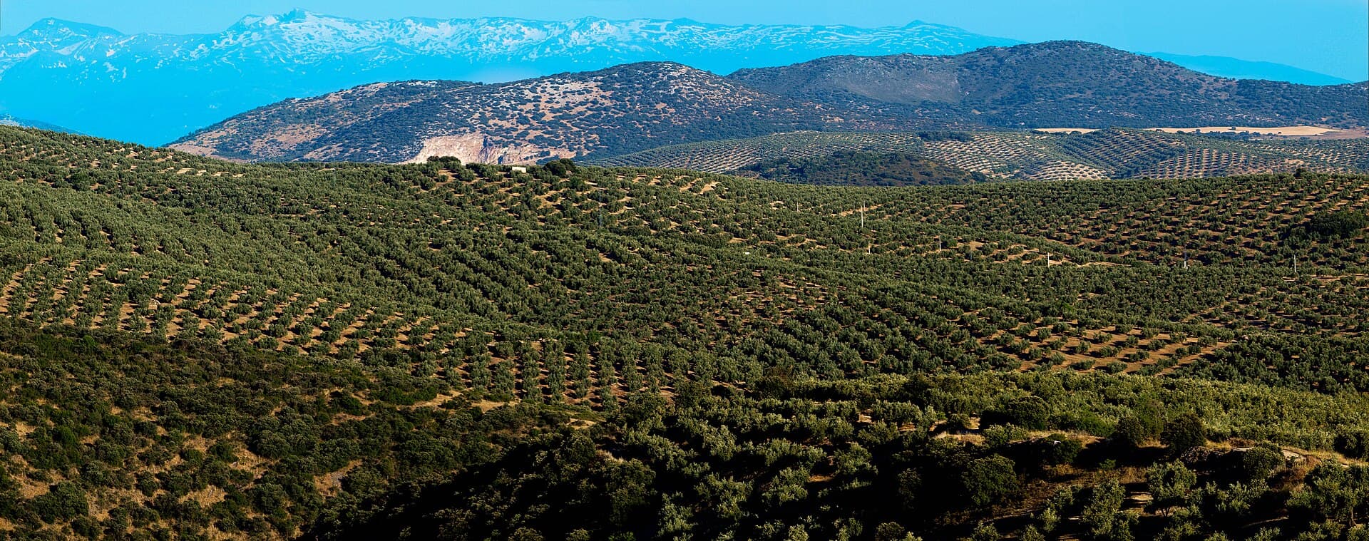 Cortijo între măslini